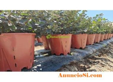 Naturehydro Plastic Berry Grow Pots